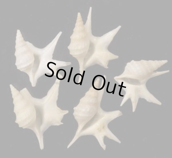 画像1: ヒメモミジソデ (1)