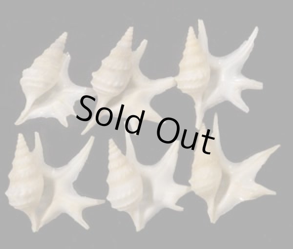 画像1: ヒメモミジソデ (1)