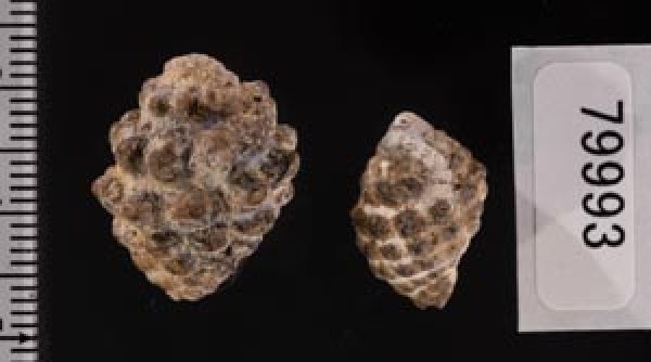 画像2: レイシダマシ (2)