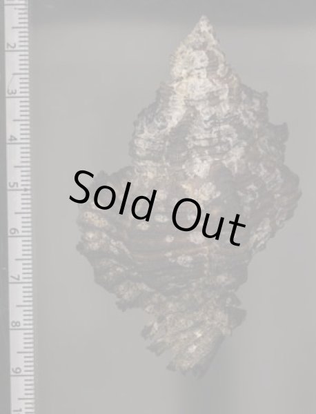 画像2: クリイロバショウ (2)