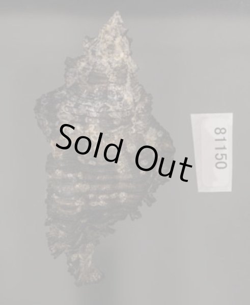 画像3: クリイロバショウ (3)