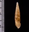 イリオモテコギセル Euphaedusa stearnsii iriomotensisfig.2