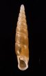イリオモテコギセル Euphaedusa stearnsii iriomotensisfig.1