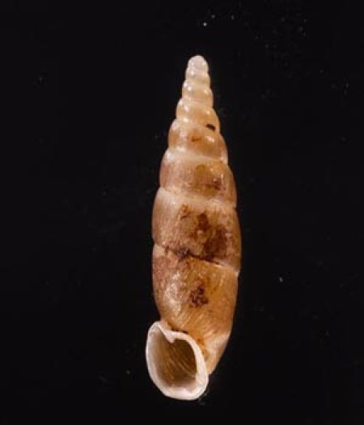 ヒラドギセル Paganizaptyx subignobilisfig.1