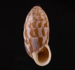 クラップオオタワラ Cerion clappifig.1