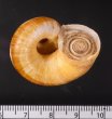 マナビヤマタニシ (仮称) Aperostoma manabensefig.3