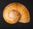 マナビヤマタニシ (仮称) Aperostoma manabensefig.1