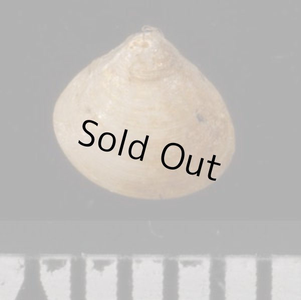 画像2: マメツブガイ (2)