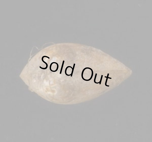 画像3: マメツブガイ (3)