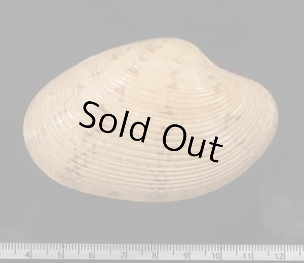 画像2: スダレガイ 簾貝 (2)