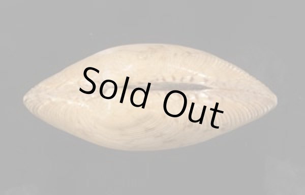 画像3: スダレガイ 簾貝 (3)