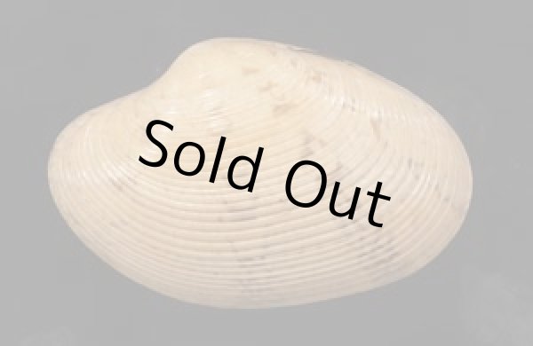 画像1: スダレガイ 簾貝 (1)