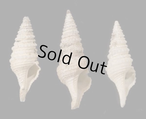 画像1: ホソジュズカケクダマキ (1)