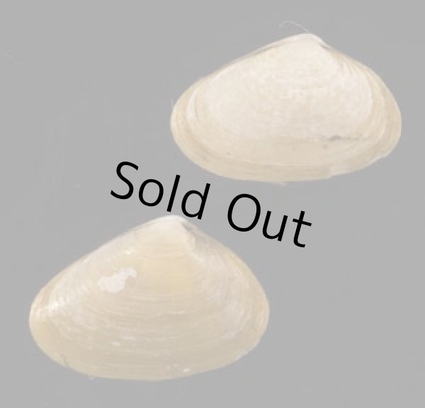 画像1: モシキチドリマスオ (モシキチドリマスホウ) (1)