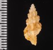 ホラナリコウシツブ Tritonoturris amabilisfig.2