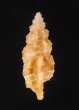 ホラナリコウシツブ Tritonoturris amabilisfig.3
