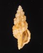 ホラナリコウシツブ Tritonoturris amabilisfig.1