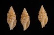 ツムガタコウシツブ Philbertia rufoliratafig.1
