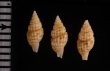 ツムガタコウシツブ Philbertia rufoliratafig.2