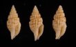 ツムガタコウシツブ Philbertia rufoliratafig.1