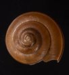クメジママイマイ 久米島蝸牛 Coniglobus mercatorius kumejimaensisfig.1