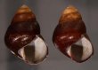 アカハラゴシキマイマイ(シキホル島) Helicostyla rufogaster cf.fig.1