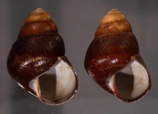 アカハラゴシキマイマイ(シキホル島) Helicostyla rufogaster cf.fig.1