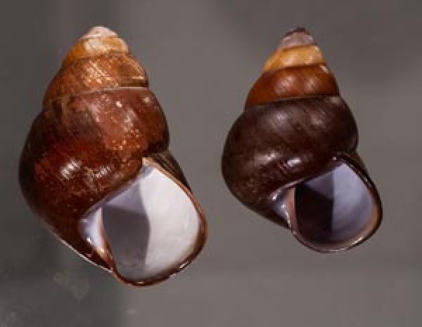アカハラゴシキマイマイ(シキホル島) Helicostyla rufogaster cf.fig.1