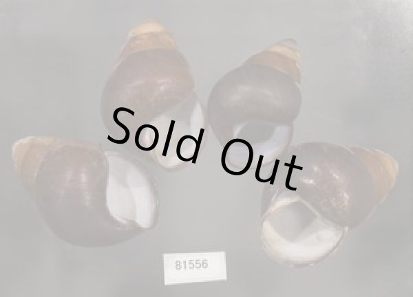 画像1: アカハラゴシキマイマイ(シキホル島) (1)