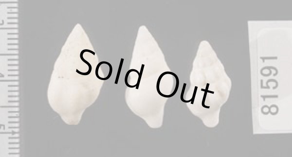 画像2: フォルスカルツノマタモドキの一種 (2)