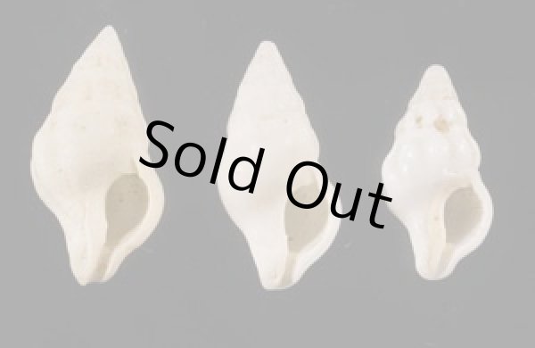 画像1: フォルスカルツノマタモドキの一種 (1)