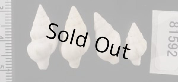 画像2: フォルスカルツノマタモドキの一種 (2)