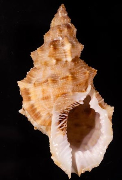 スミツキウネボラ Bursa latitudo wolfeifig.1