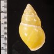 リスティマレーマイマイ (仮称) Amphidromus ristiaefig.2