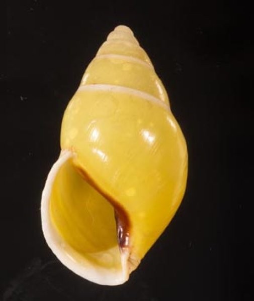 リスティマレーマイマイ (仮称) Amphidromus ristiaefig.1