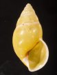 リスティマレーマイマイ (仮称) Amphidromus ristiaefig.1