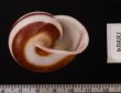 チャスジヒロクチマイマイ (仮称) Tricheulota gloriosa gloriosafig.3