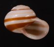 チャスジヒロクチマイマイ (仮称) Tricheulota gloriosa gloriosafig.2