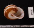 チャスジヒロクチマイマイ (仮称) Tricheulota gloriosa gloriosafig.3