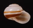 チャスジヒロクチマイマイ (仮称) Tricheulota gloriosa gloriosafig.2