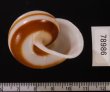 チャスジヒロクチマイマイ (仮称) Tricheulota gloriosa gloriosafig.3