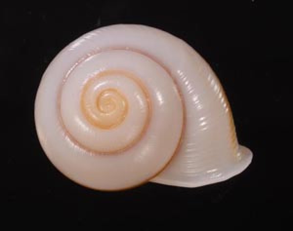 チャスジヒロクチマイマイ (仮称) Tricheulota gloriosa gloriosafig.1