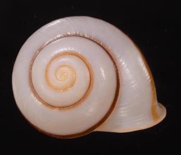 チャスジヒロクチマイマイ (仮称) Tricheulota gloriosa gloriosafig.1