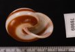 チャスジヒロクチマイマイ (仮称) Tricheulota gloriosa gloriosafig.3