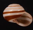 チャスジヒロクチマイマイ (仮称) Tricheulota gloriosa gloriosafig.2