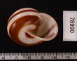 チャスジヒロクチマイマイ (仮称) Tricheulota gloriosa gloriosafig.3