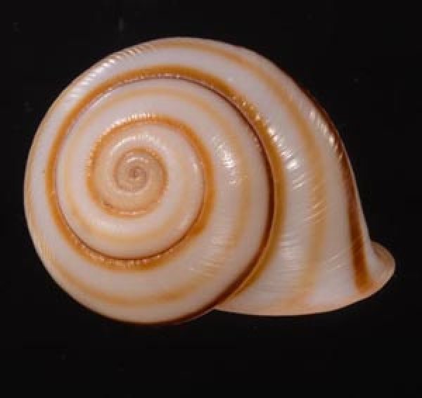 チャスジヒロクチマイマイ (仮称) Tricheulota gloriosa gloriosafig.1