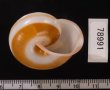 チャスジヒロクチマイマイ (仮称) Tricheulota gloriosa gloriosafig.3