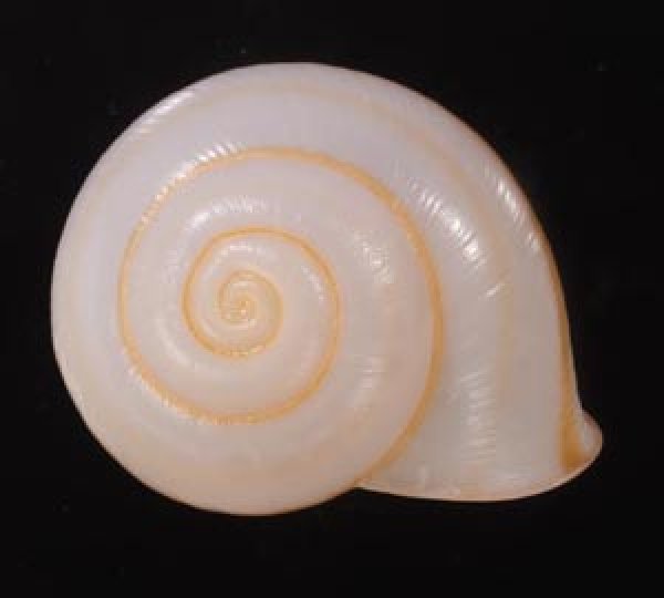 チャスジヒロクチマイマイ (仮称) Tricheulota gloriosa gloriosafig.1
