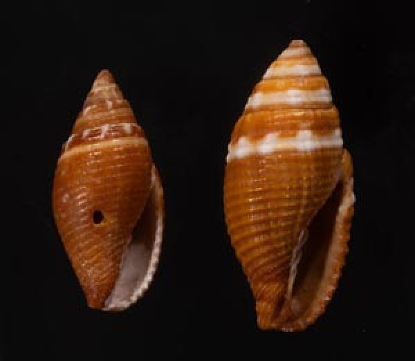 フチヌイフデ 縁縫筆 Nebularia coronatafig.1